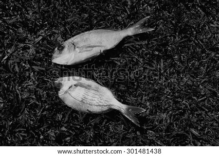 Two bream fish on grass background. Black and white.