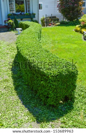 Green curved hedge in front of a house. Freshly sheared low profile hedge.