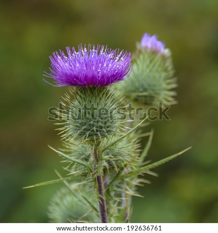 Blossoming Milk Thistle flower. Milk Thistle (Silybum marianum). Also known as Marian\'s Thistle, St. Mary\'s Thistle, Holy Thistle, and Blessed Thistle.