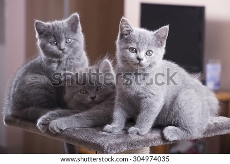 Group of British Shorthair cats relaxing