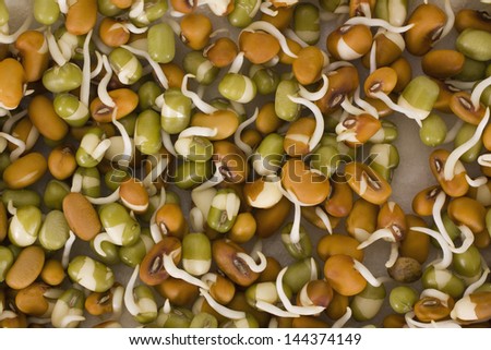 Close-up of mung bean sprouts