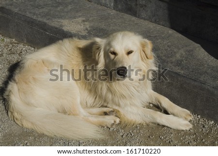 Close-up of a dog, Tralee, County Kerry, Republic of Ireland