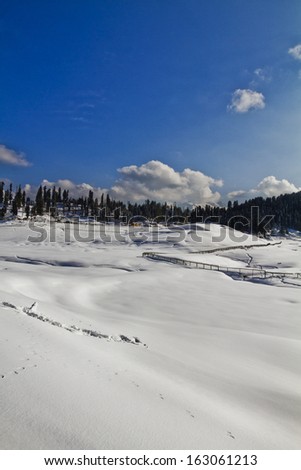 Trees on a snow covered landscape, Kashmir, Jammu And Kashmir, India