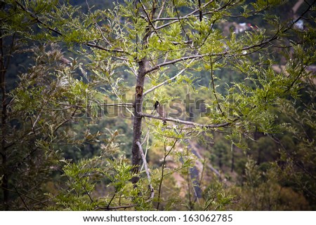 Bird perching on a tree in a forest, Shimla, Himachal Pradesh, India