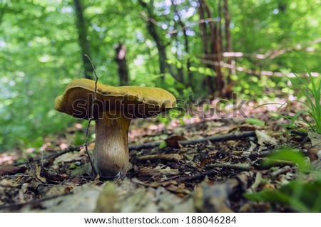 Closeup of large poisonous mushroom in the woods
