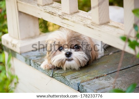 cute dog peeking from the porch