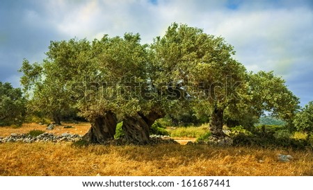 An old olive tree in Greece, Zakynthos.