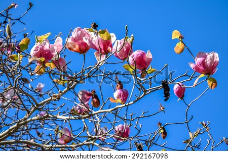 Tulip tree, japanese magnolia tree, saucer magnolia tree, South Africa
