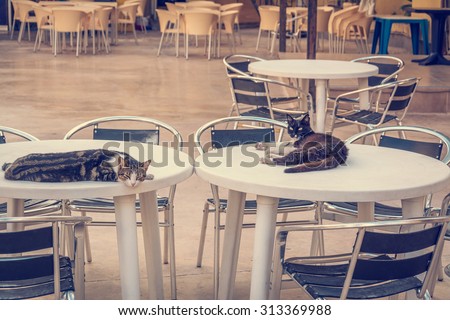 Cats on the tables in cafe