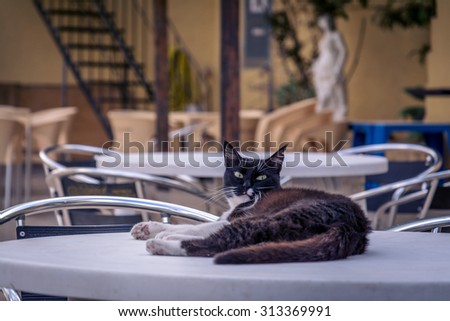 Cat on the table in cafe