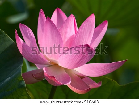giant pink lotus in the bright sun