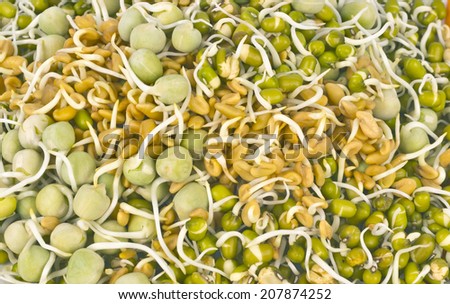 Sprouted Seeds on white background with mint leaves. Germinated seeds eaten raw are quite nutritious and natural diet for good health.