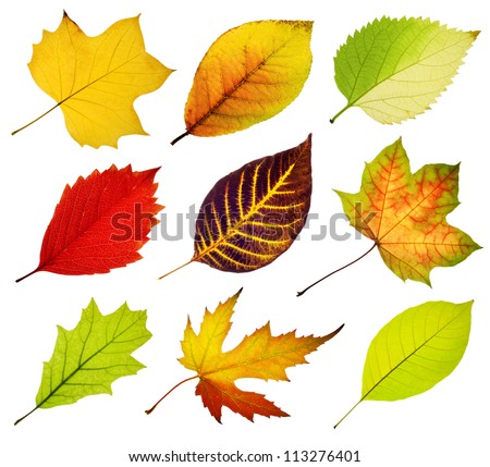 Collection Of Tree Leaves Isolated On White Background Stock Photo ...