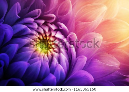 Similar – Image, Stock Photo Flower Macro shot