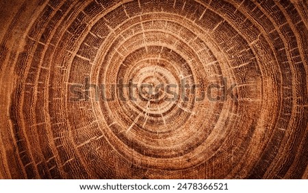 Similar – Image, Stock Photo a felled forest part from above