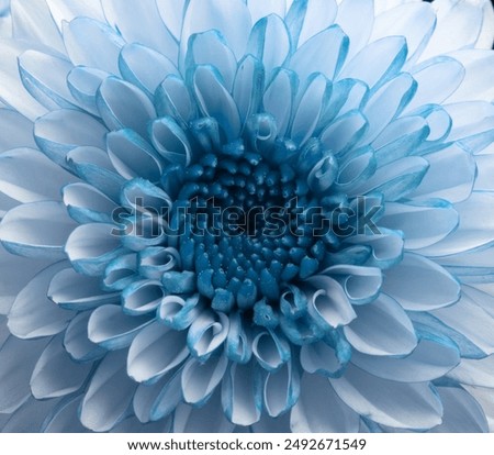 Image, Stock Photo Chrysanthemum macro Flower