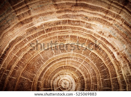 Similar – Image, Stock Photo a felled forest part from above