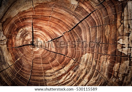 Similar – Image, Stock Photo a felled forest part from above