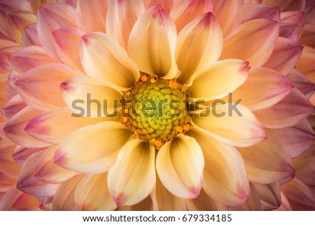 Dahlia Colorful