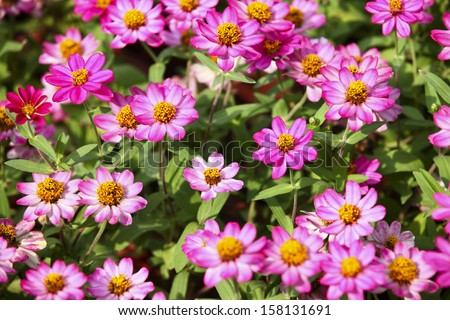 pink daisy in garden at sunday