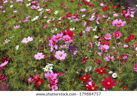 Little Daisy or Small Chrysanthemum in garden