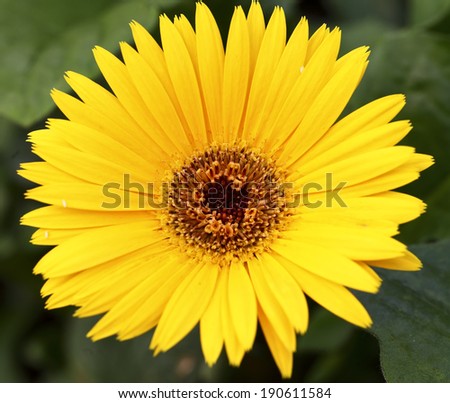 Little yellow Chrysanthemum and daisy