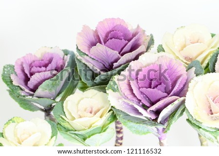 Decoration _ ornamental cabbage of the New Year in Japan