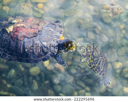 The mother and child of the tortoise playing in the pond