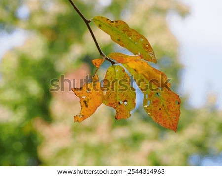 Similar – Foto Bild Sportgastein im Herbst / Hohe Tauern / Salzburger Land