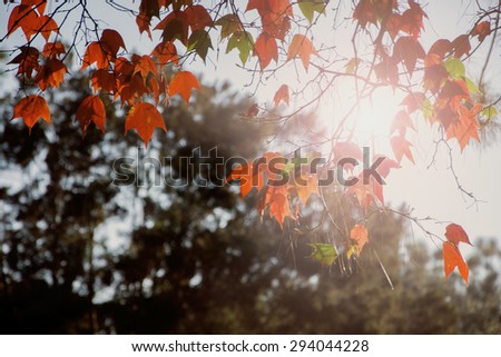 Red maple leaves in warm tone light of sunset
