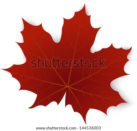 Red Maple Leaf On A White Background Stock Vector 144536003 : Shutterstock