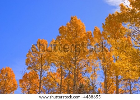 Aspens in Autumn, Hope Valley California