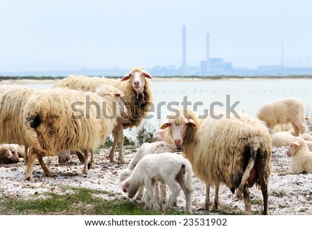 Sheep and lamb. Sardinia, Italy
