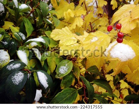 Closeup of autumn leaves and berries with snow.