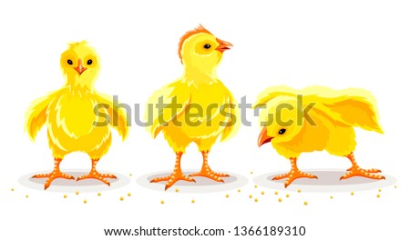 Similar – Image, Stock Photo Maise Vogel Vögel