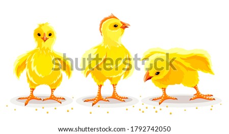 Image, Stock Photo Maise Vogel Vögel