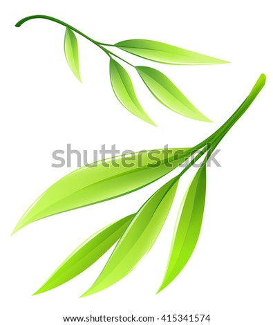 Branch with green bamboo leaves. Vector illustration isolated on white background. Green leaf ecology concept.