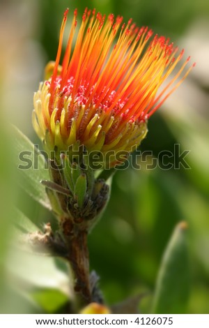 Pincushion Protea. Distinctive flower heads which look like a pincushion filled with pins.  The pins are female (styles) and the short ribbons are anthers and stamens,  Phograhed Mt Tomah Garden