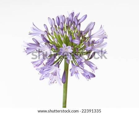 Agapanthus Showing Buds And Flowers. Colours Range From Shades Of Blue ...