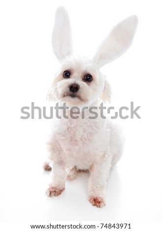 An alert white fluffy little dog wearing white bunny ears, suitable for humour or easter.  White background.
