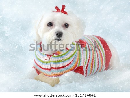 A small fluffy white dog wearing a cosy knitted striped sweater lays in icy snow.  Winter fantasy.