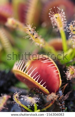 Macro shot of the carnivorous Venus Fly Traps (Dionaea muscipula) and out of focus Sundews (Drosera capensis) and other flytraps in garden. Note: focus to foreground flytrap claws shallow dof.