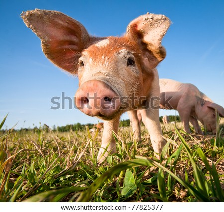 Young pig on a pig farm in Dalarna, Sweden