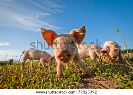 Pig on a pig farm in Dalarna, Sweden