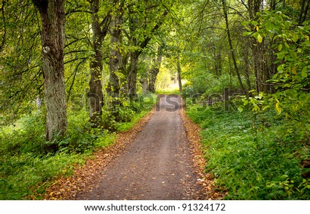 A gravel path in the middle of a forest