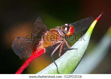 The side view of the giant orange dragonfly