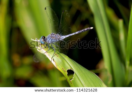 A blue butterfly on the tree leaf