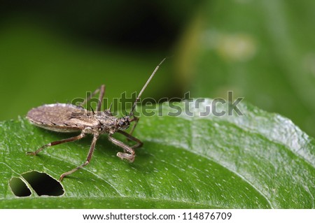 A mature assassin bug is standing on the green leaf