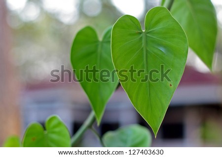 tree leafs has the shape like a heart