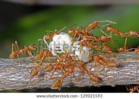 weaver ants are moving the larva